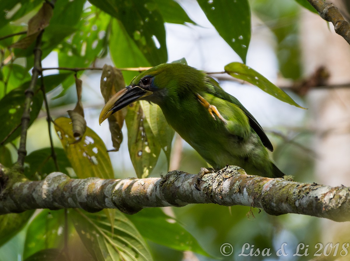 Groove-billed Toucanet - ML352185761