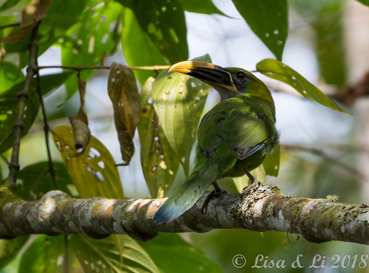 Groove-billed Toucanet - ML352185771