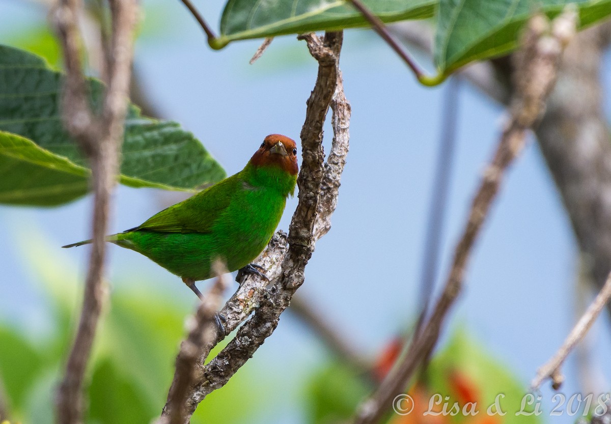 Bay-headed Tanager - ML352186101