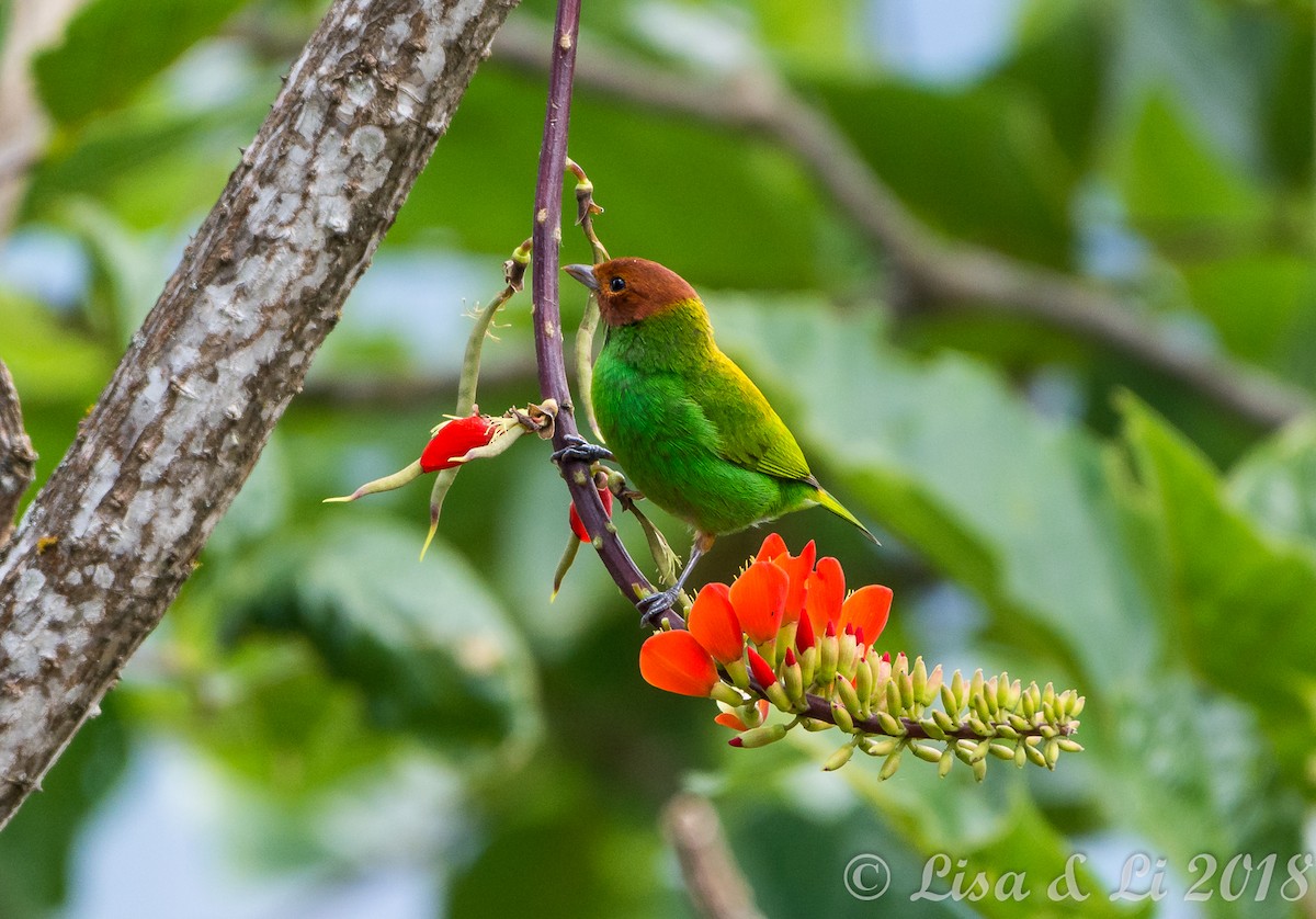 Bay-headed Tanager - ML352186111