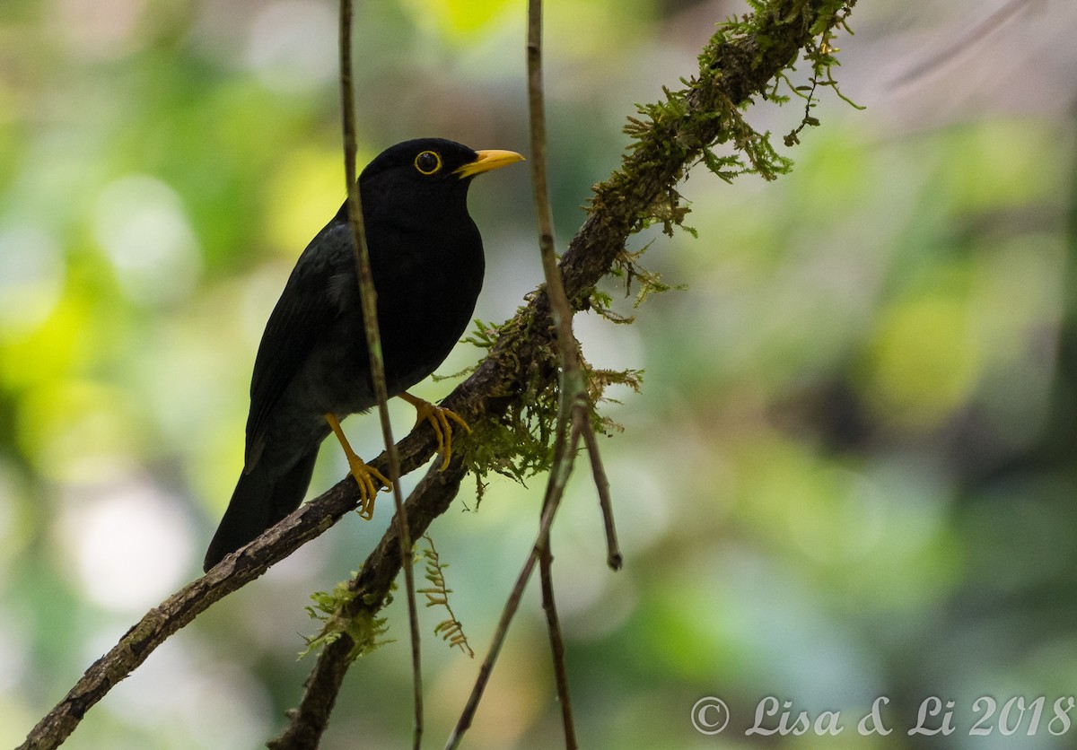 Yellow-legged Thrush - Lisa & Li Li