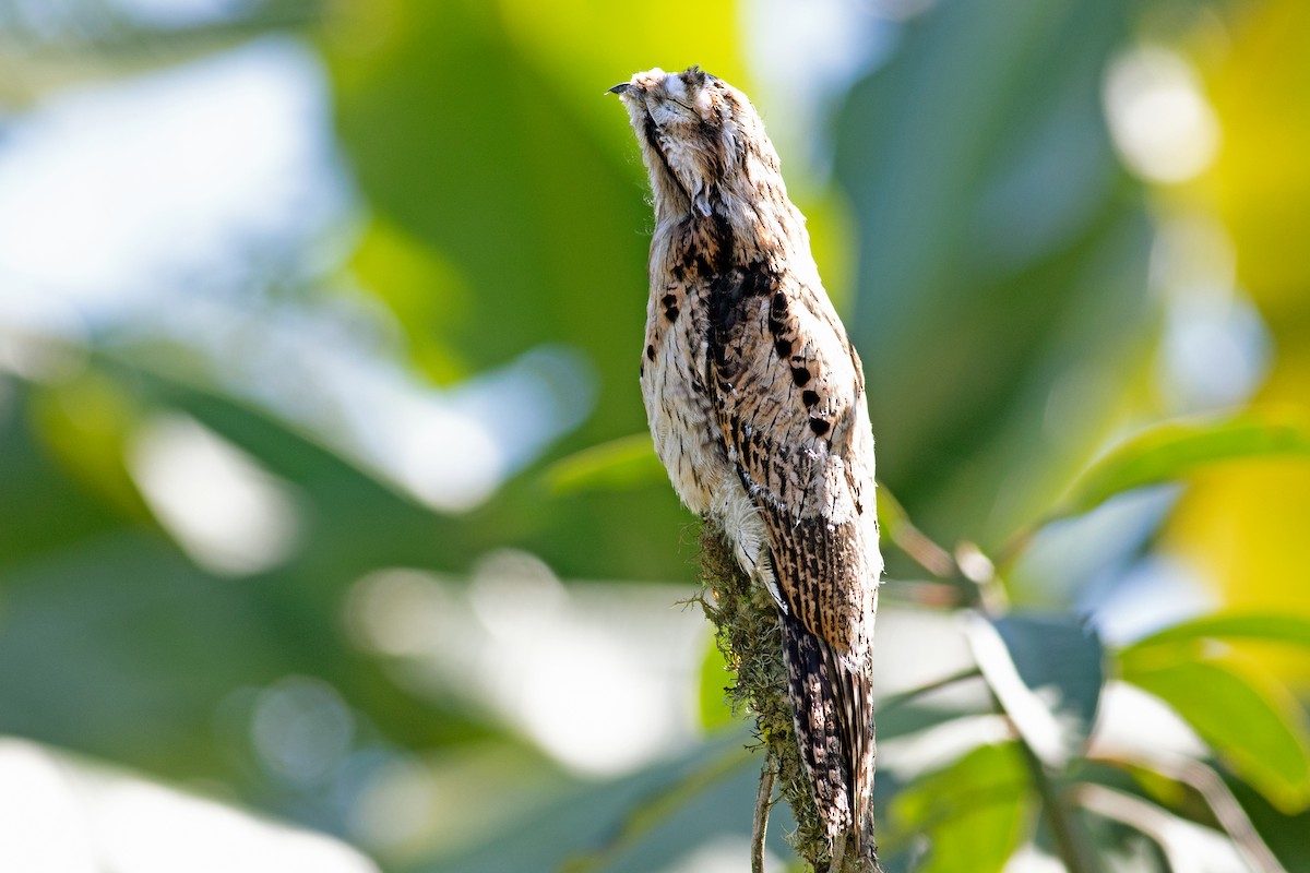 Common Potoo - Jeff 'JP' Peters