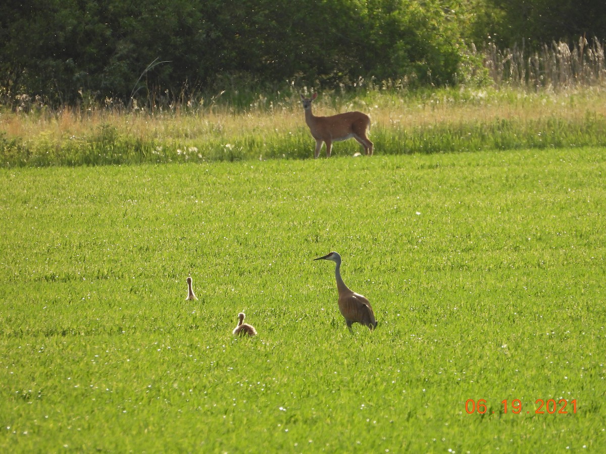 Sandhill Crane - Bob Anderson