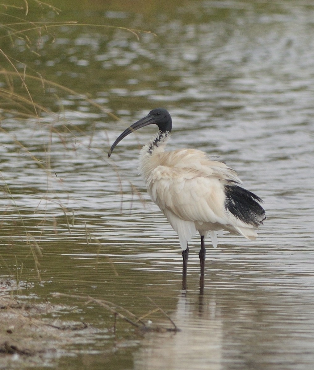 ibis australský - ML352187691
