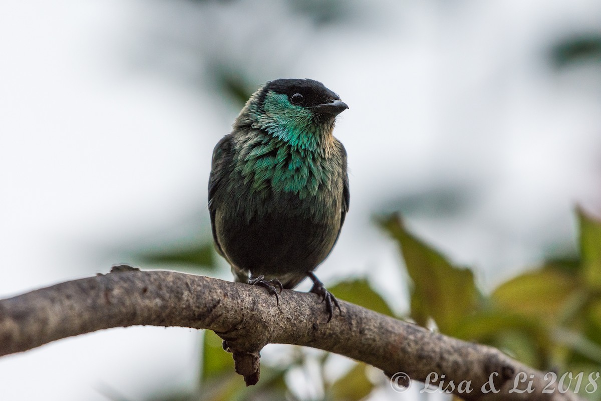 Black-capped Tanager - ML352187781