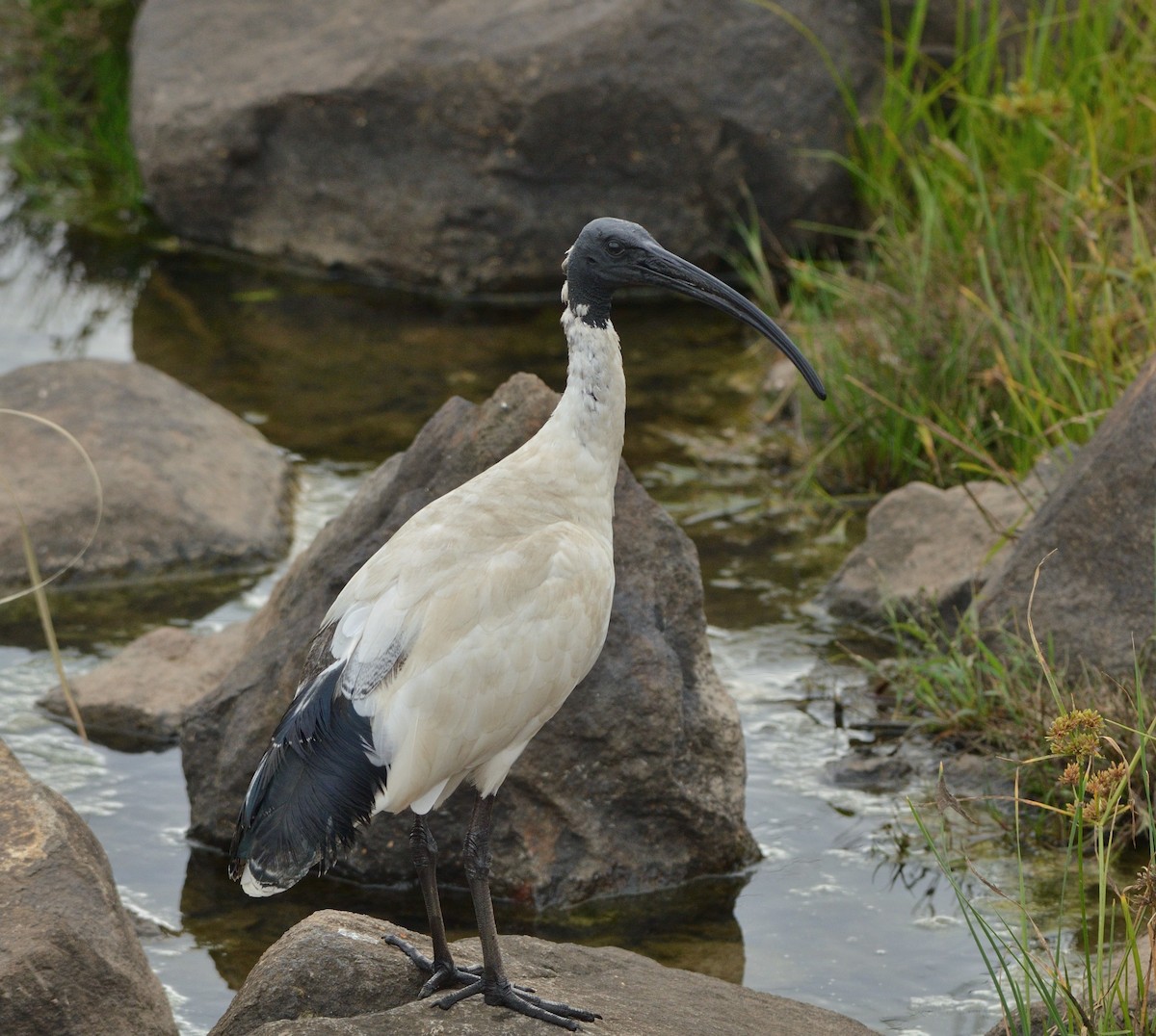 Australian Ibis - ML352188091