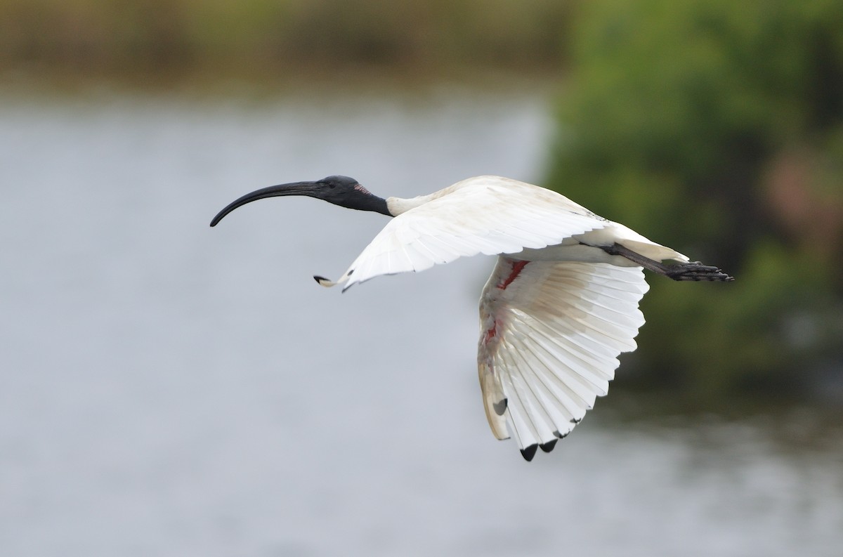 Australian Ibis - ML352188541