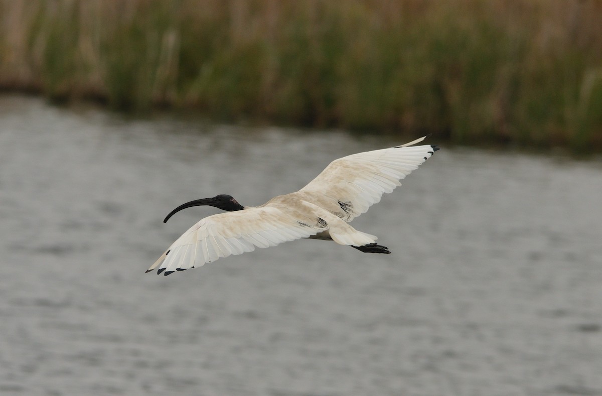 Australian Ibis - ML352188561