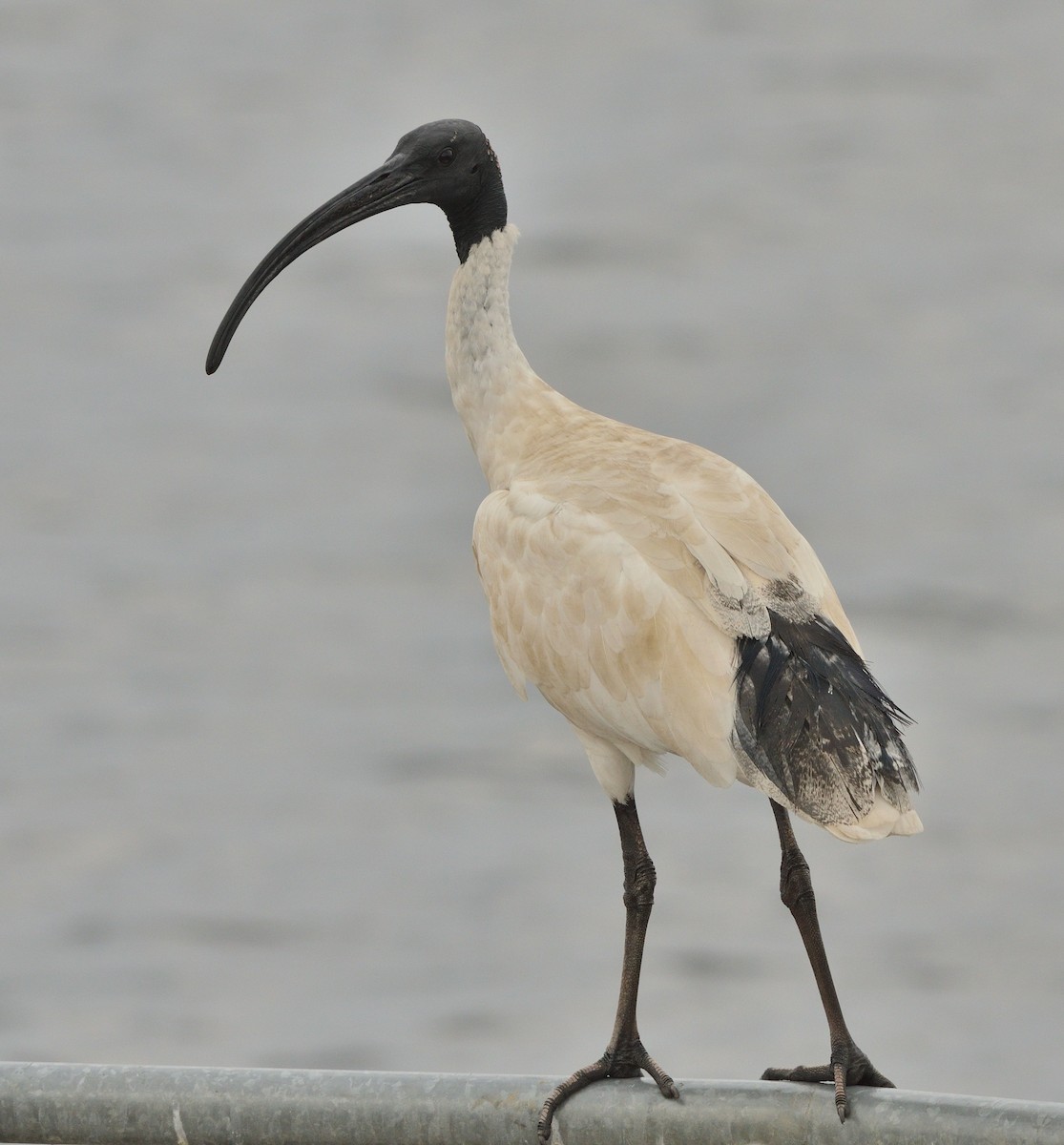 Australian Ibis - ML352188711