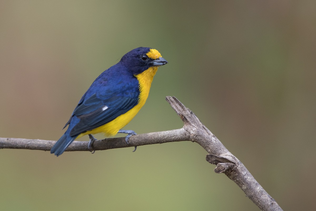 Violaceous Euphonia - ML352191181