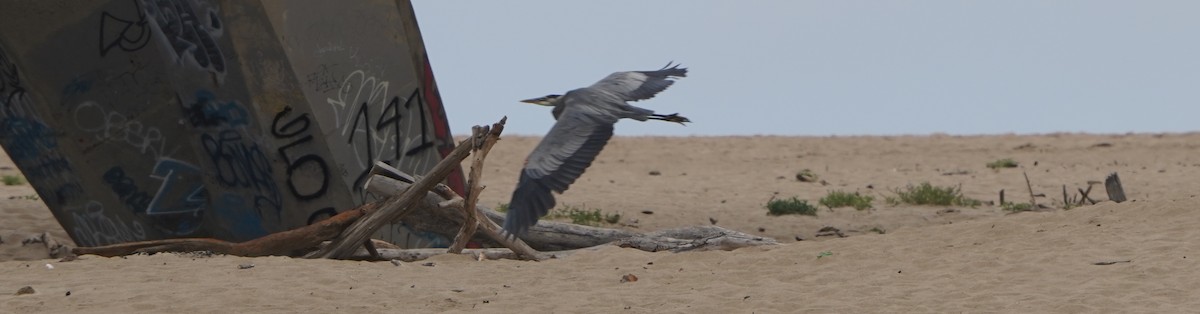 Great Blue Heron - ML352194621