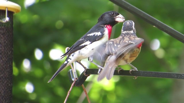 Rose-breasted Grosbeak - ML352194921