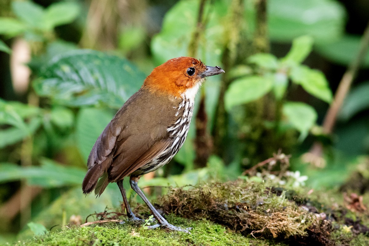 Chestnut-crowned Antpitta - ML352194971