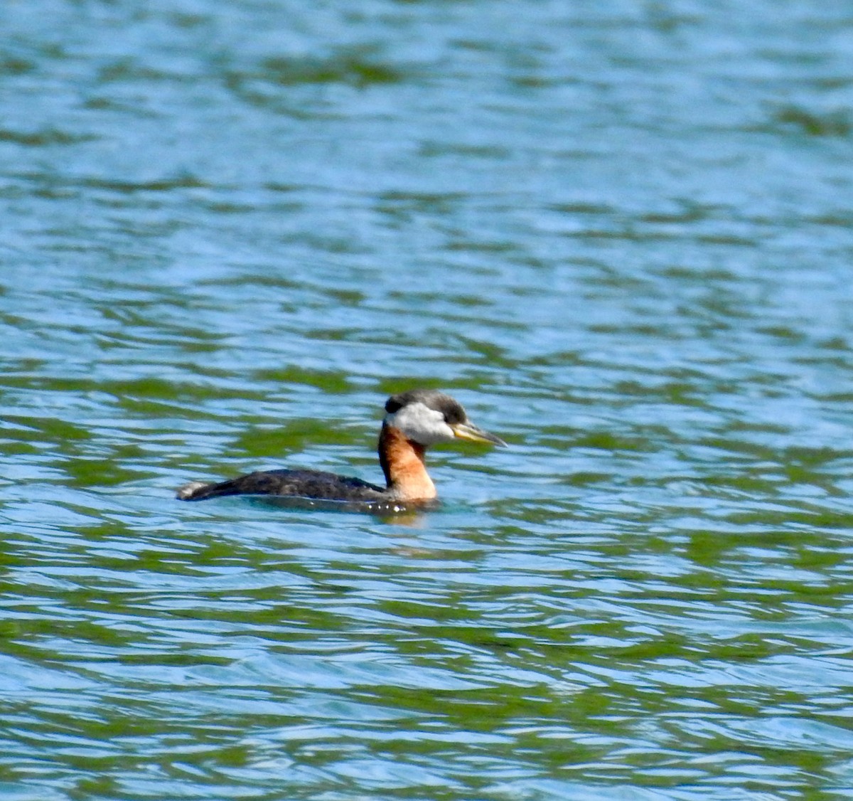 Red-necked Grebe - ML352195091