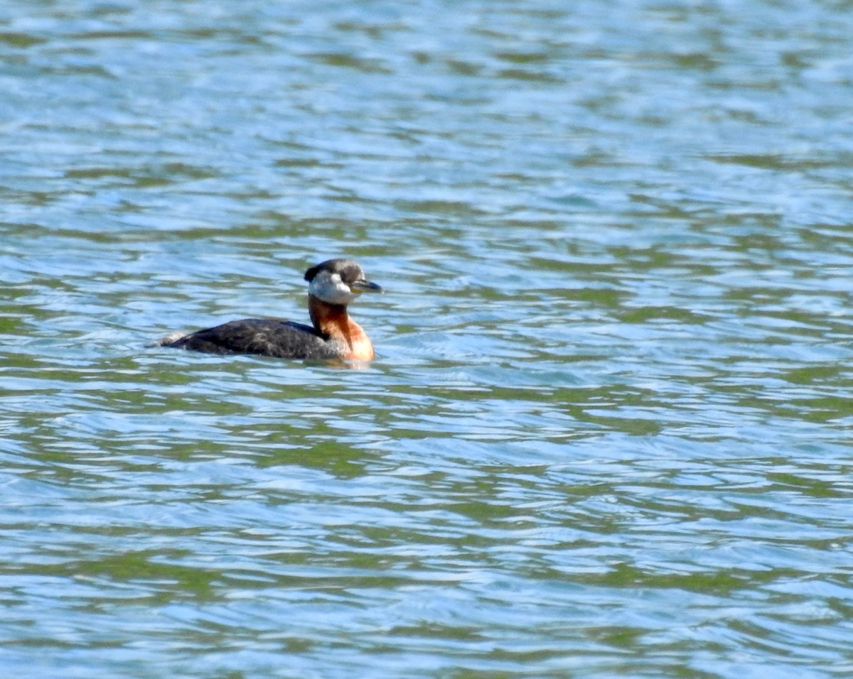 Red-necked Grebe - ML352195111