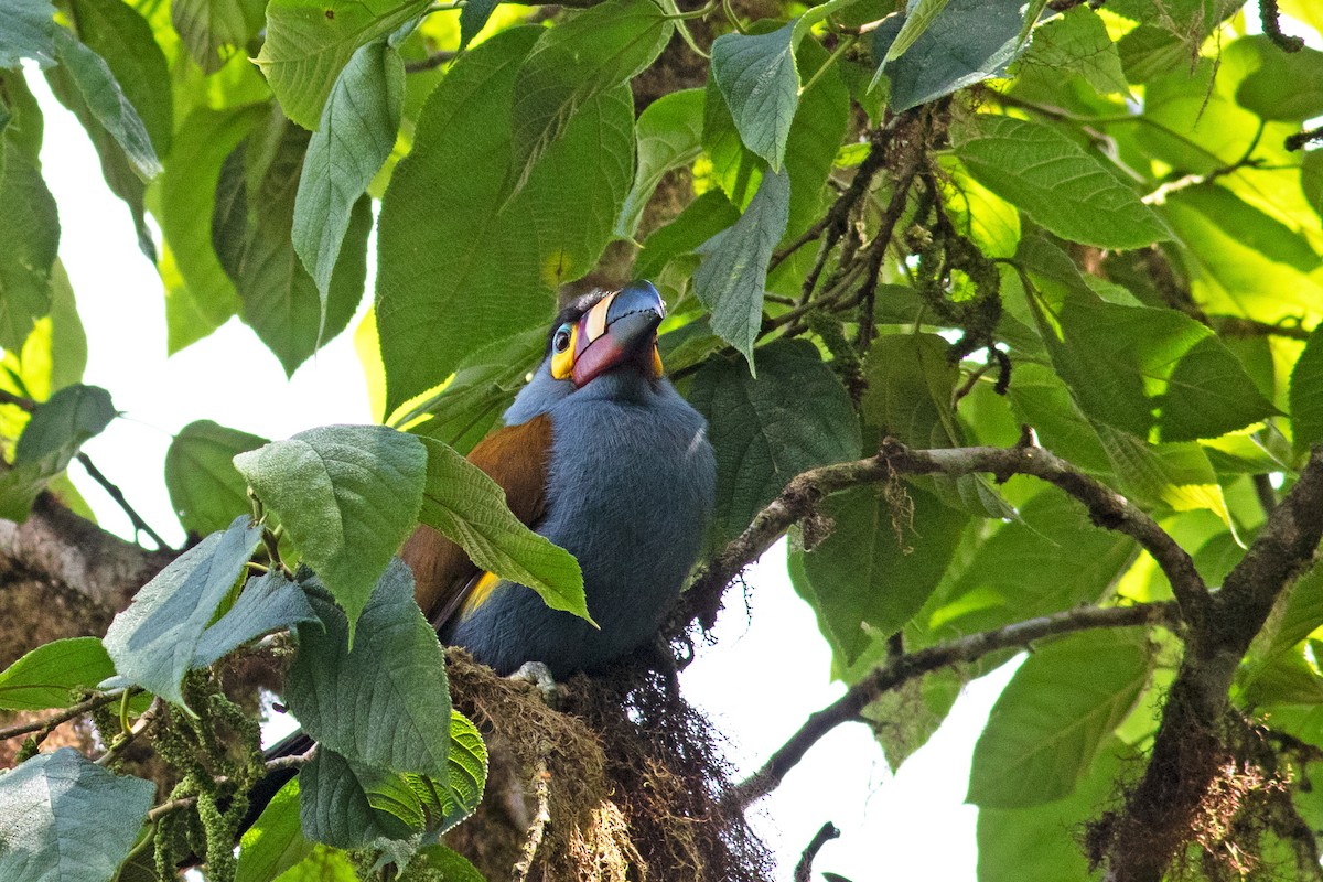 Plate-billed Mountain-Toucan - ML352196111