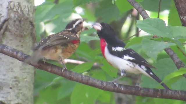 Rose-breasted Grosbeak - ML352196151