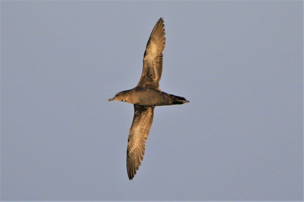 Sooty Shearwater - ML352196191