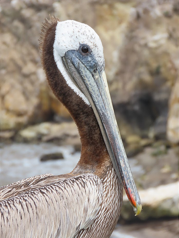 pelikán hnědý - ML352198161