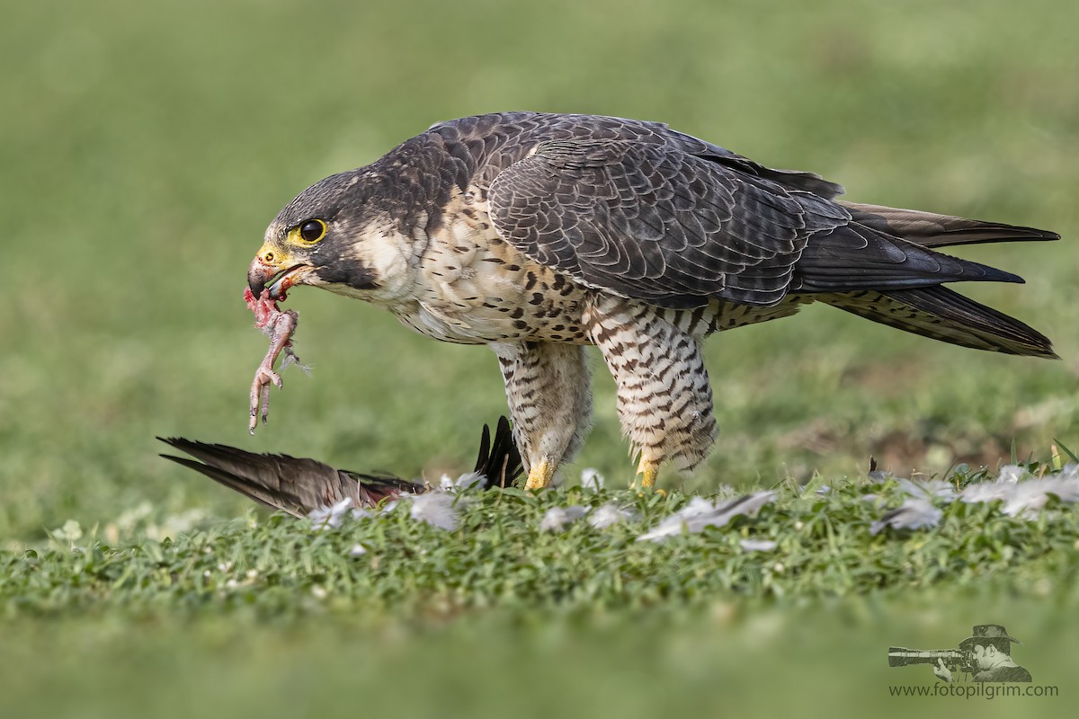 Peregrine Falcon - ML352198671