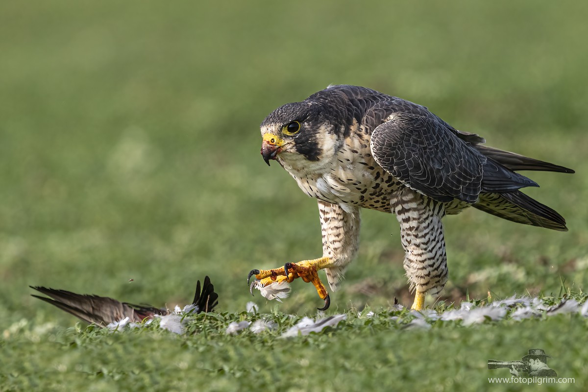 Peregrine Falcon - ML352198681