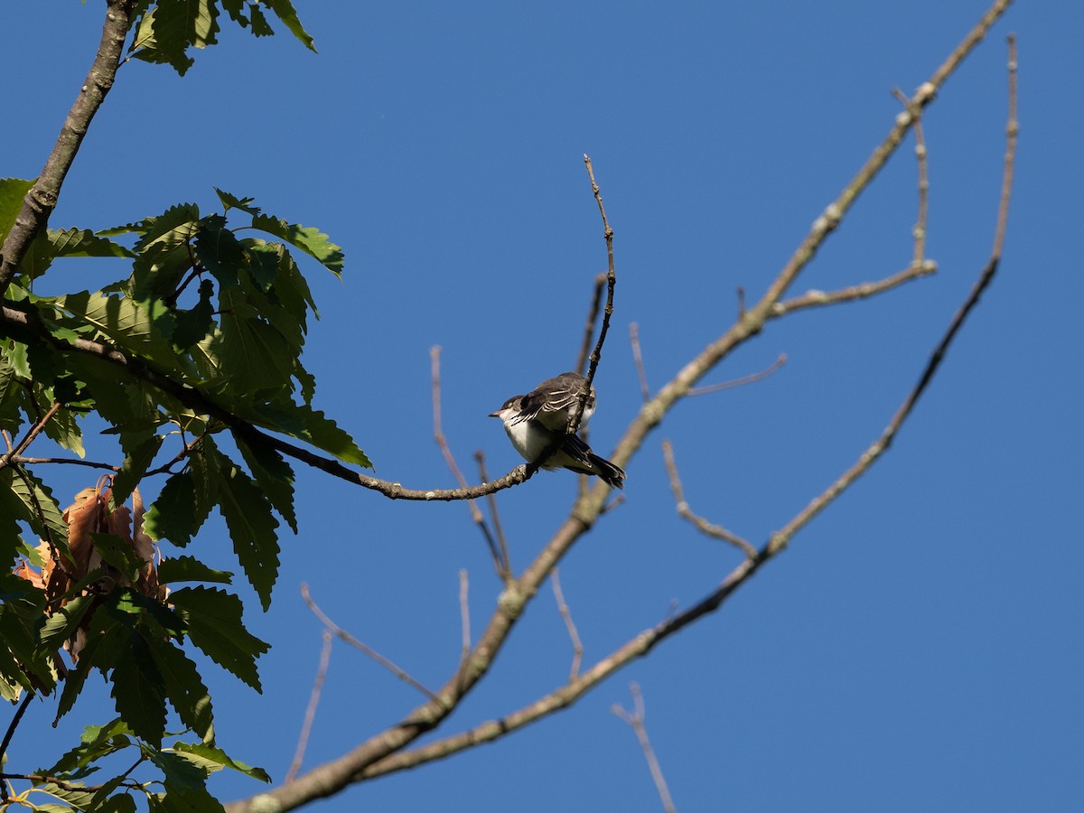 Eastern Kingbird - ML352198831