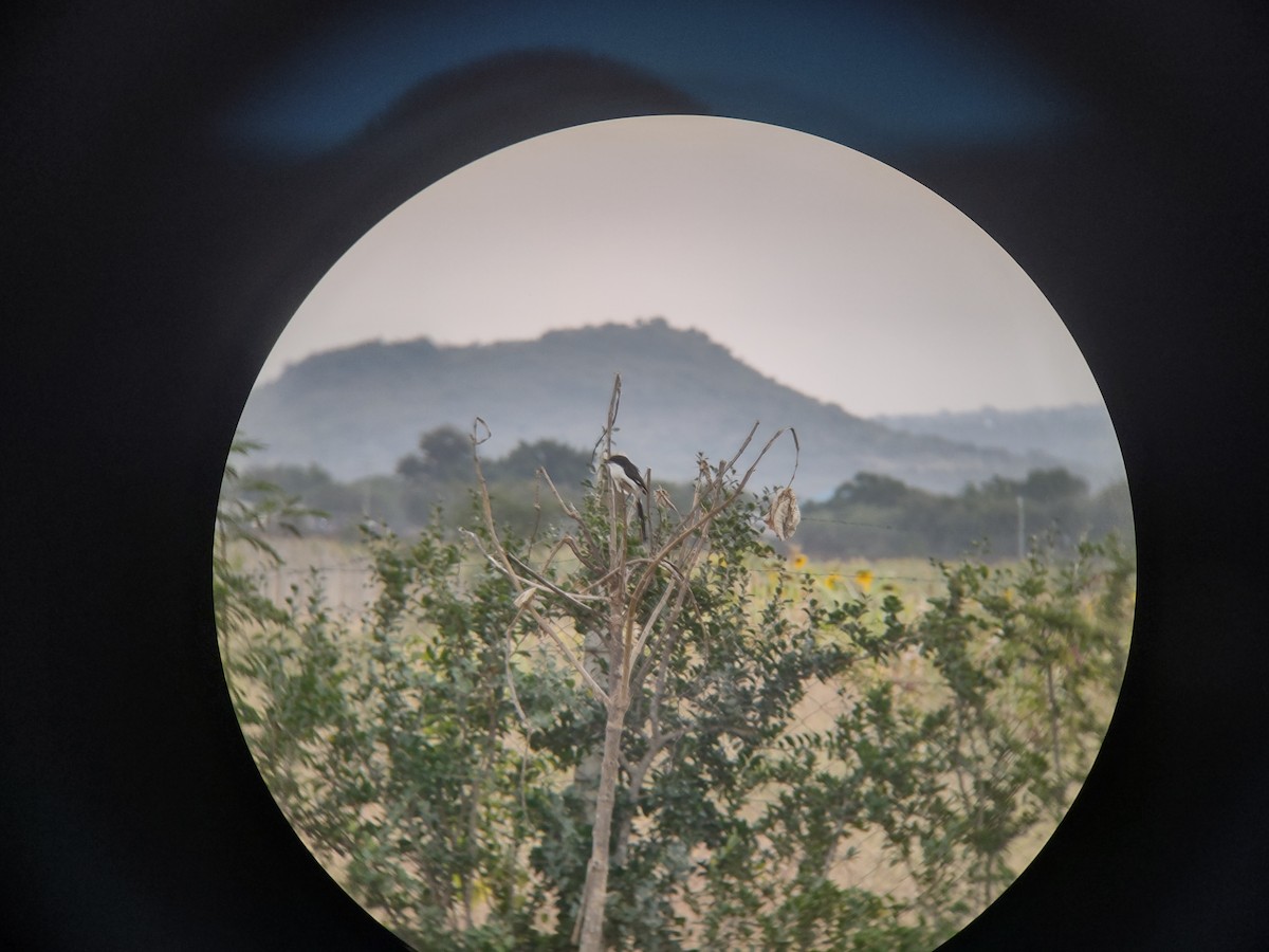 Long-tailed Fiscal - ML352198841