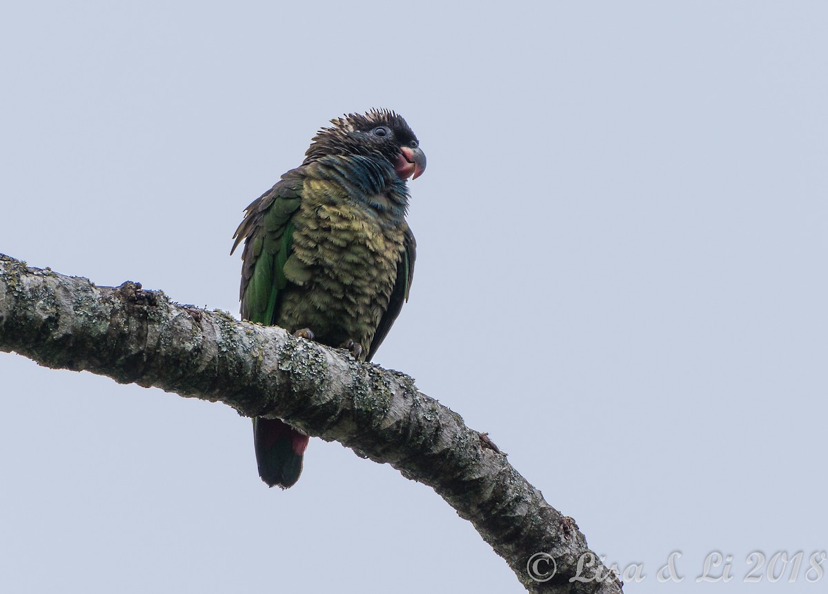 Red-billed Parrot - Lisa & Li Li