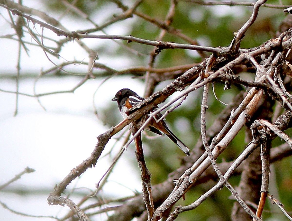 Spotted Towhee - Brad Bergstrom