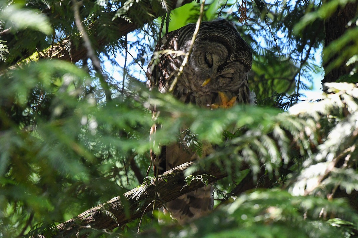 Barred Owl - ML352199081