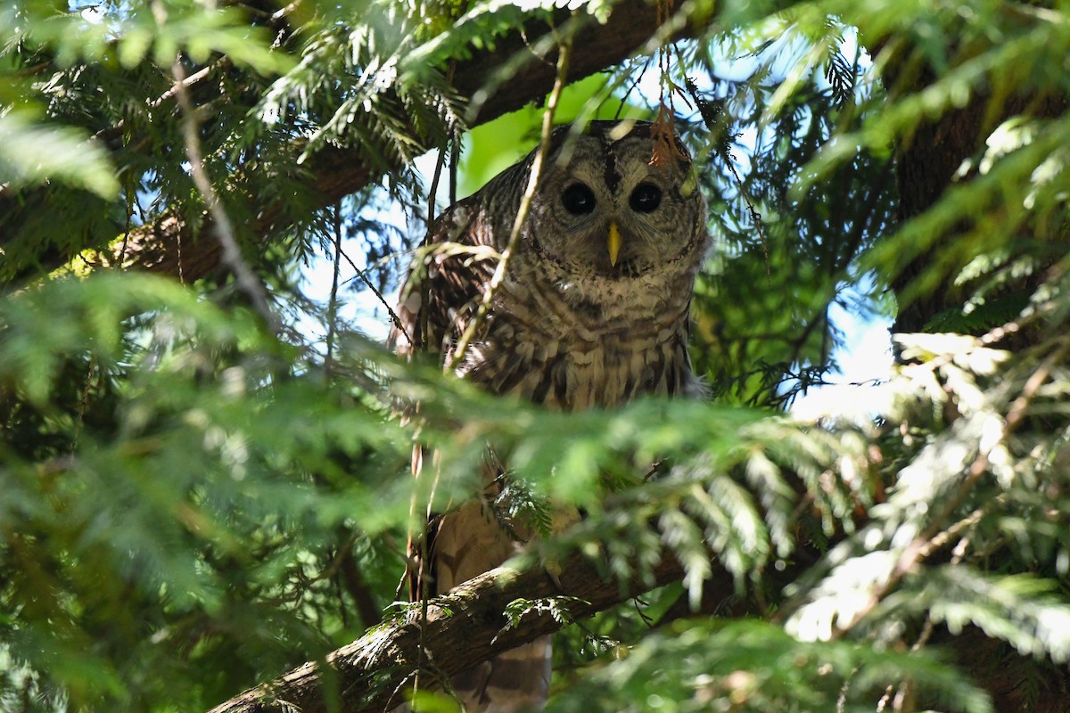 Barred Owl - ML352199111