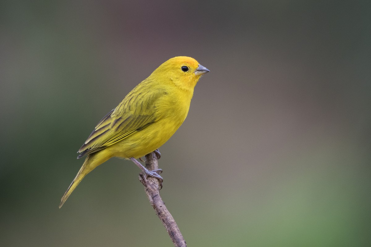 Saffron Finch - ML352199261