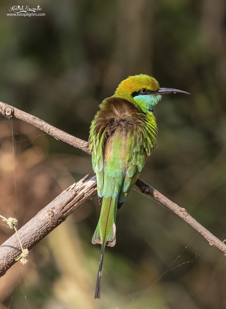 Asian Green Bee-eater - ML352199871