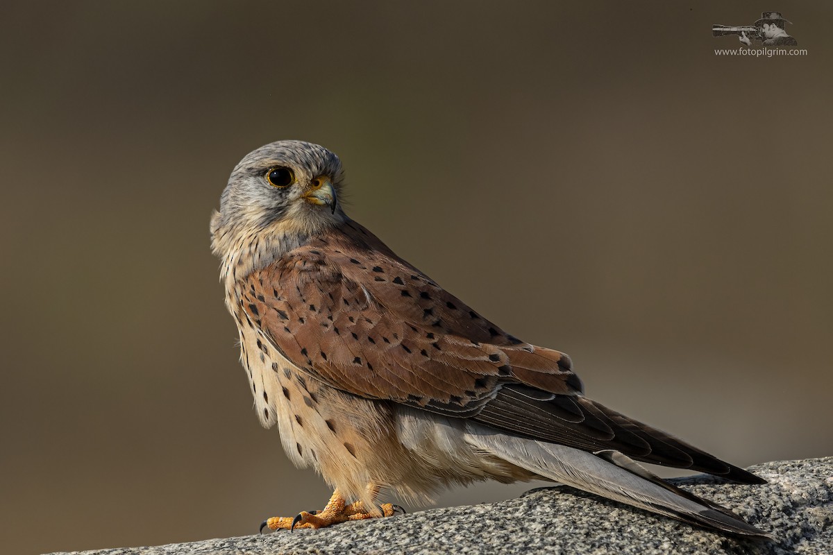 Eurasian Kestrel - Karthik Enumulla