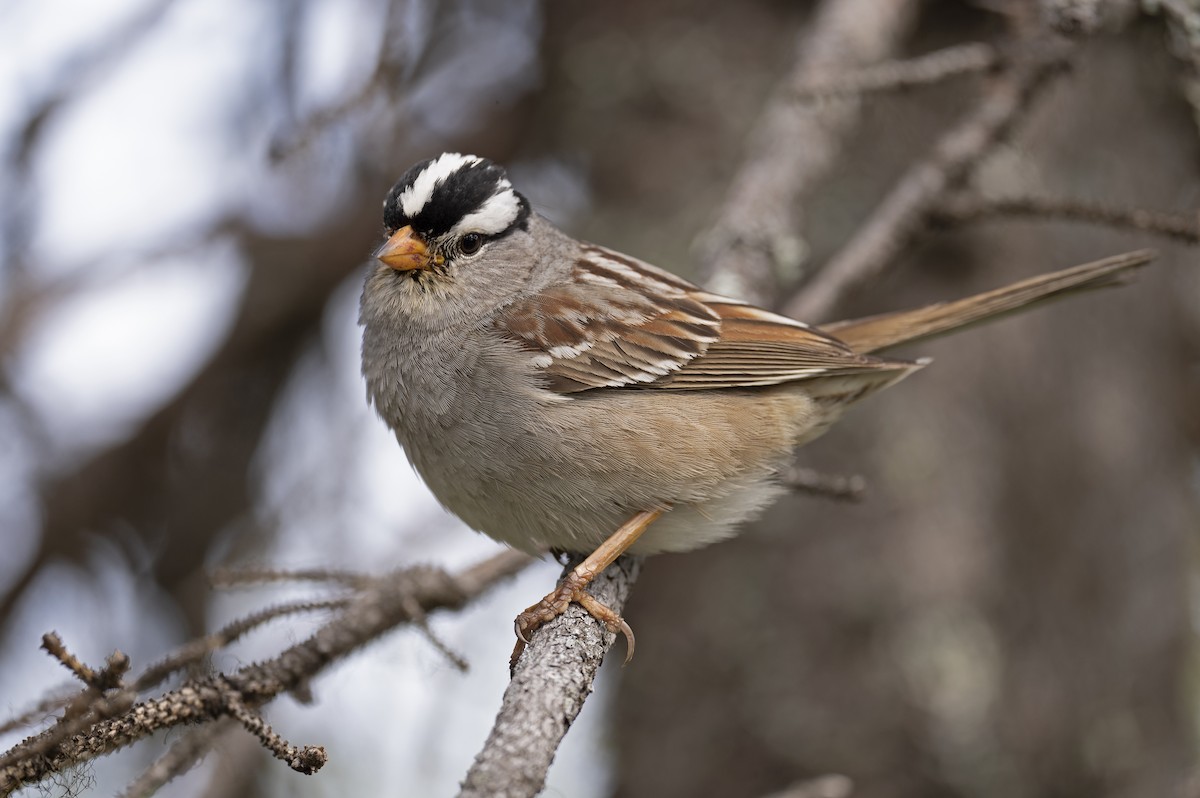 White-crowned Sparrow - ML352200731