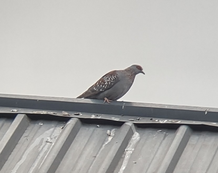 Speckled Pigeon - ML352200901