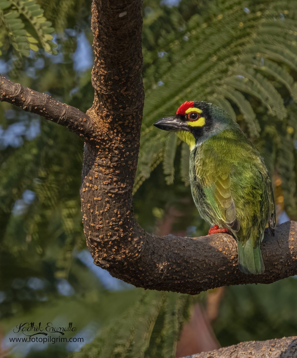 Coppersmith Barbet - ML352201141