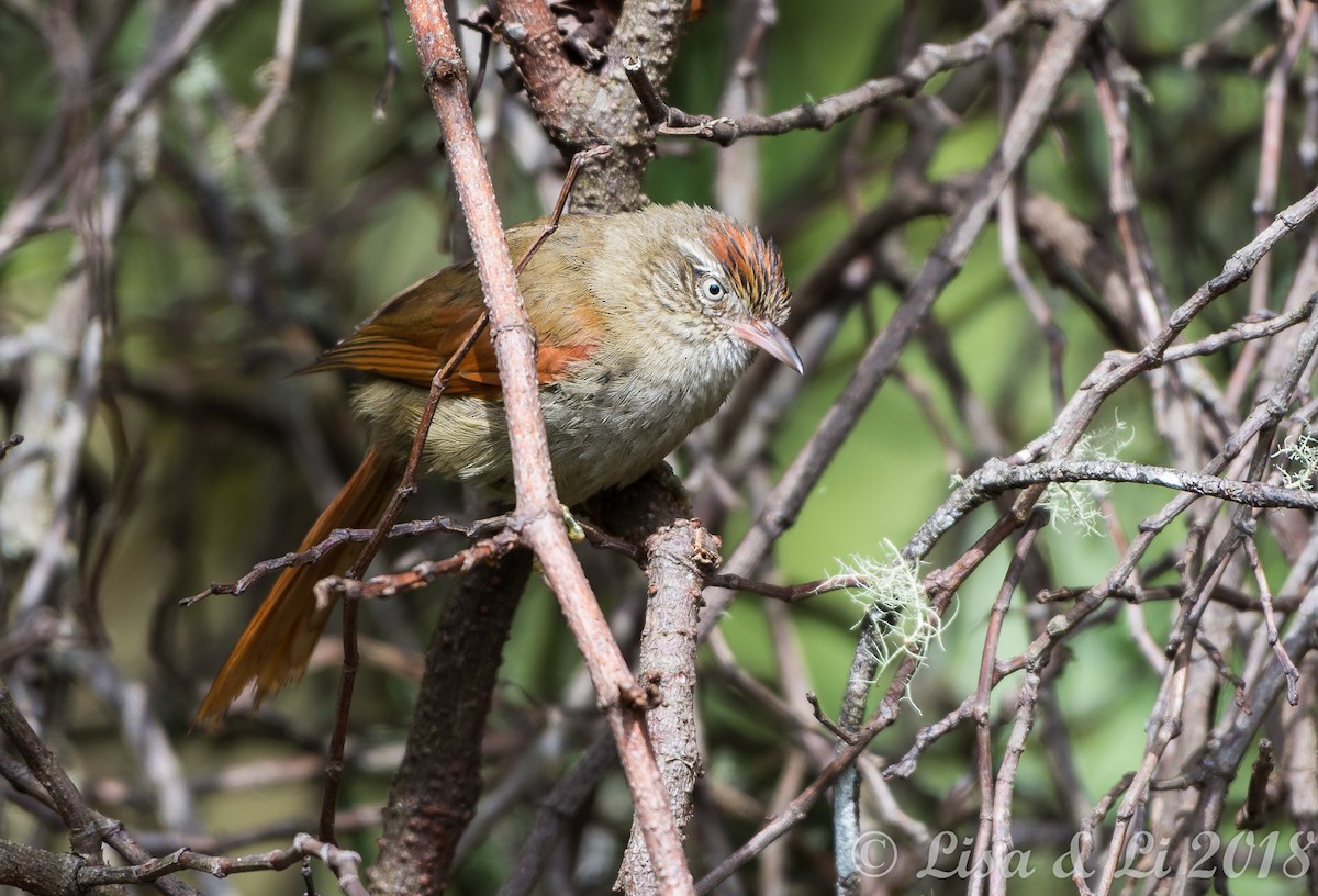 Streak-capped Spinetail - Lisa & Li Li