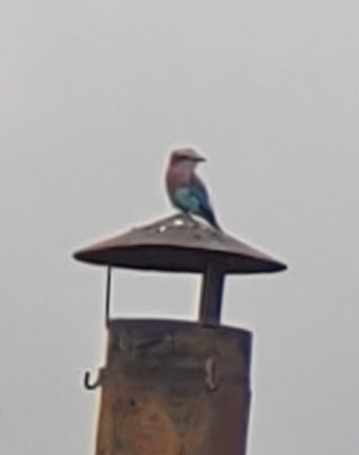 Lilac-breasted Roller - ML352201561