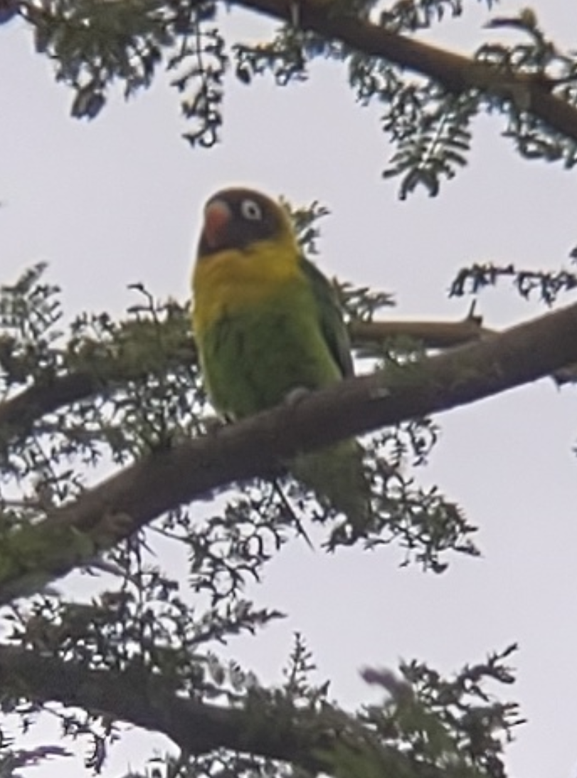 Yellow-collared Lovebird - ML352201701