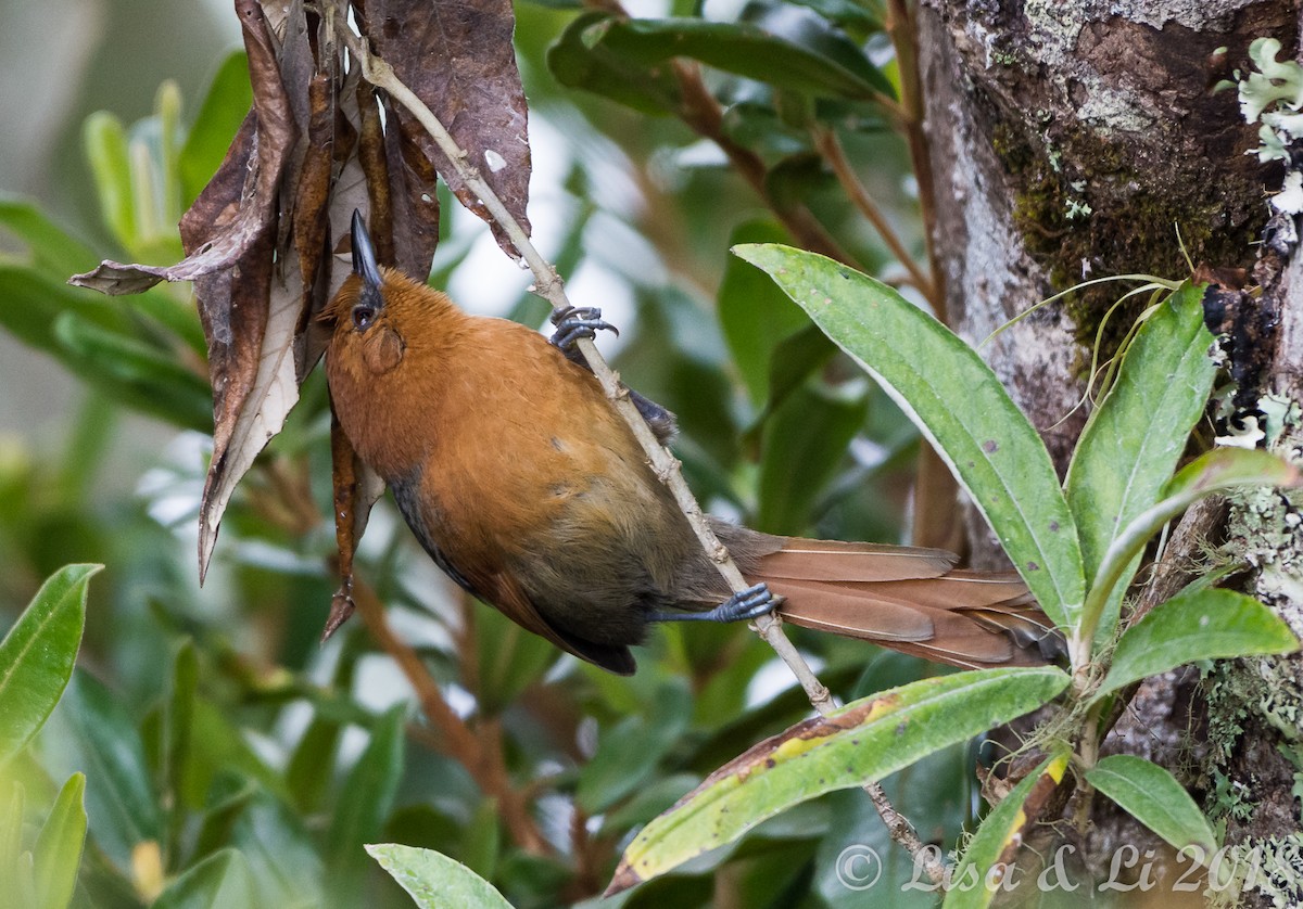 Rusty-headed Spinetail - Lisa & Li Li