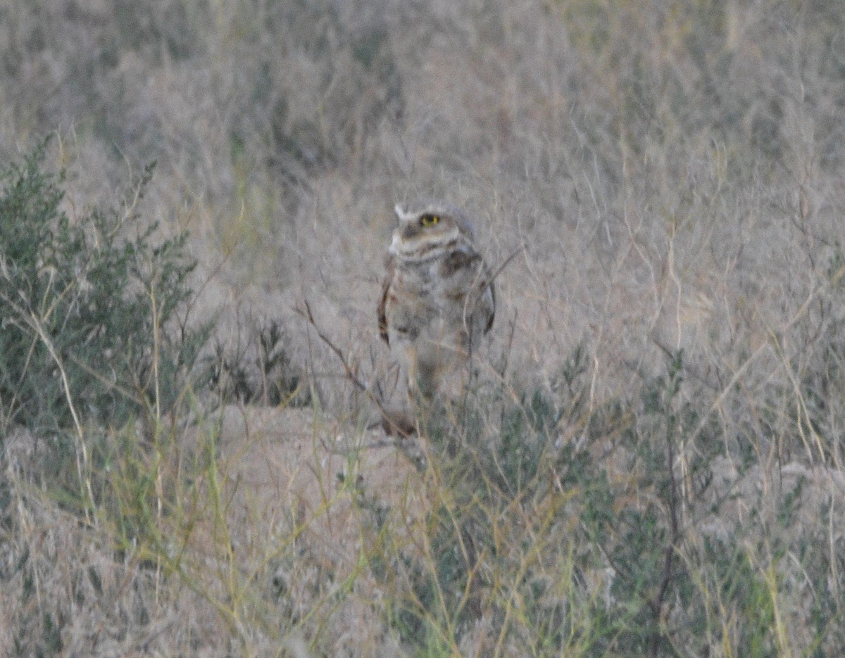 Burrowing Owl - ML352202121