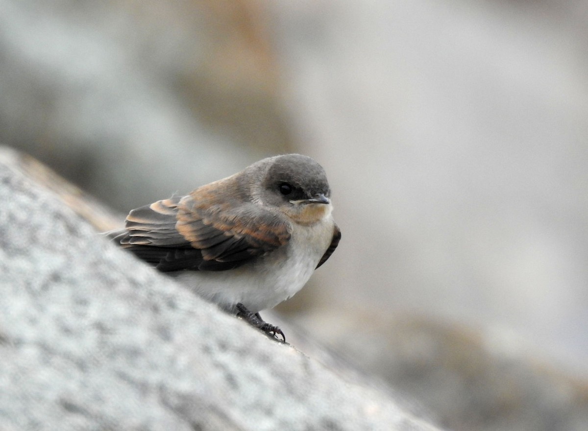 Northern Rough-winged Swallow - ML352202661