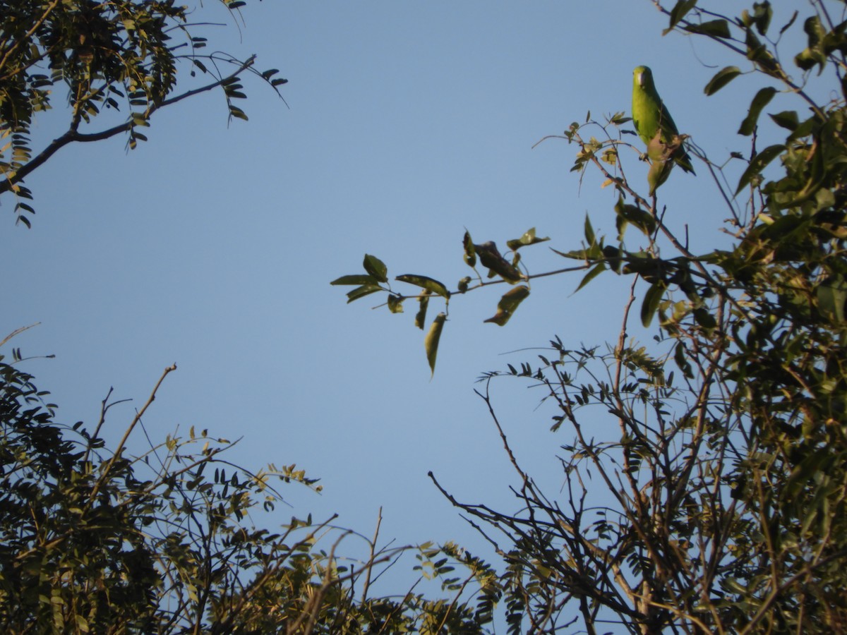 Cobalt-rumped Parrotlet - ML352203051