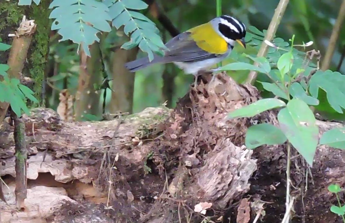 Pectoral Sparrow (Yellow-mandibled) - ML352203251