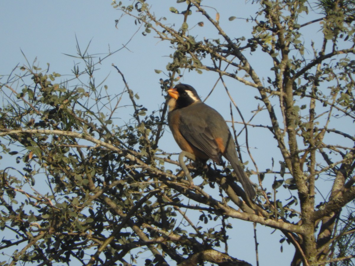 Golden-billed Saltator - ML352204951