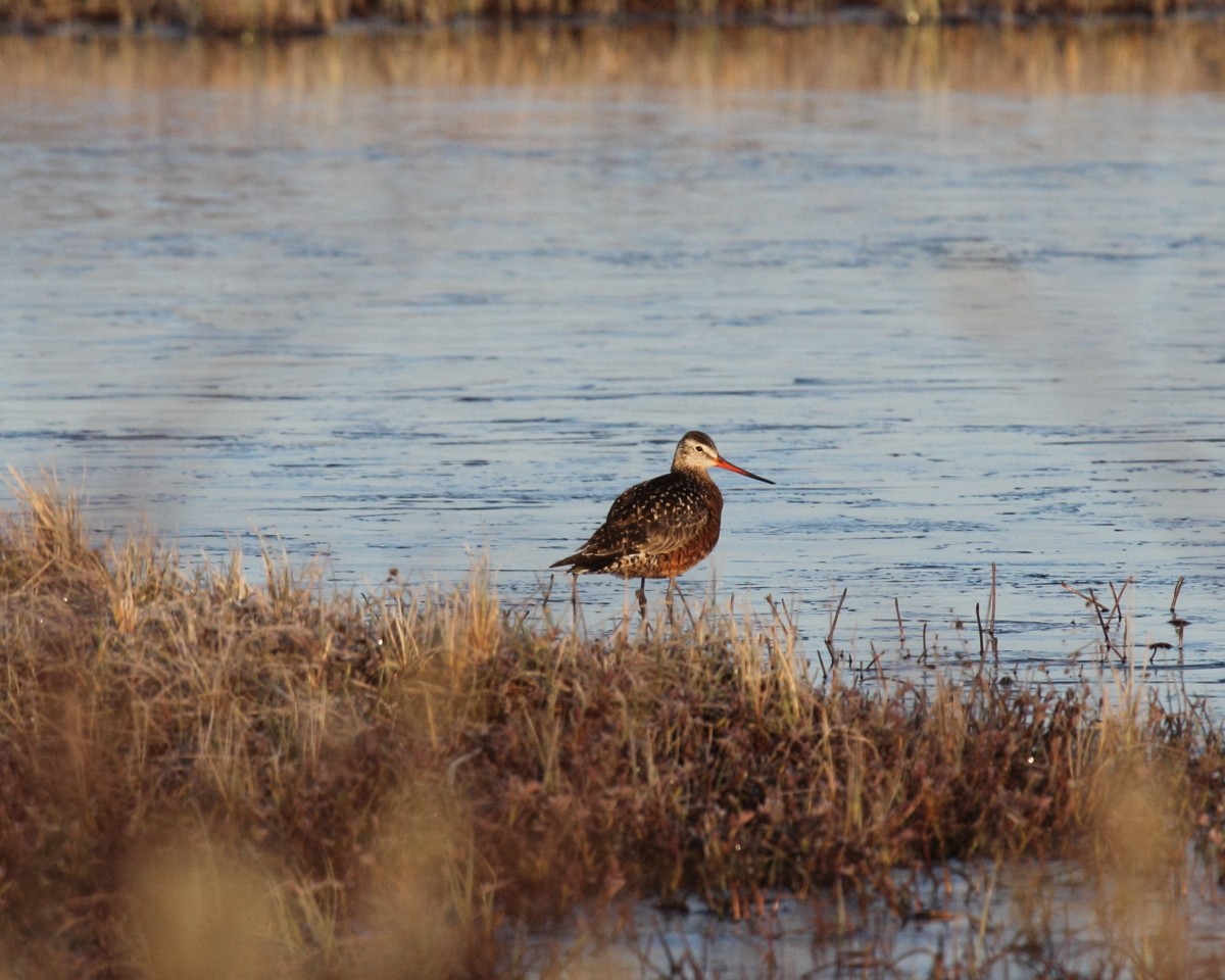 Hudsonian Godwit - Mike V.A. Burrell