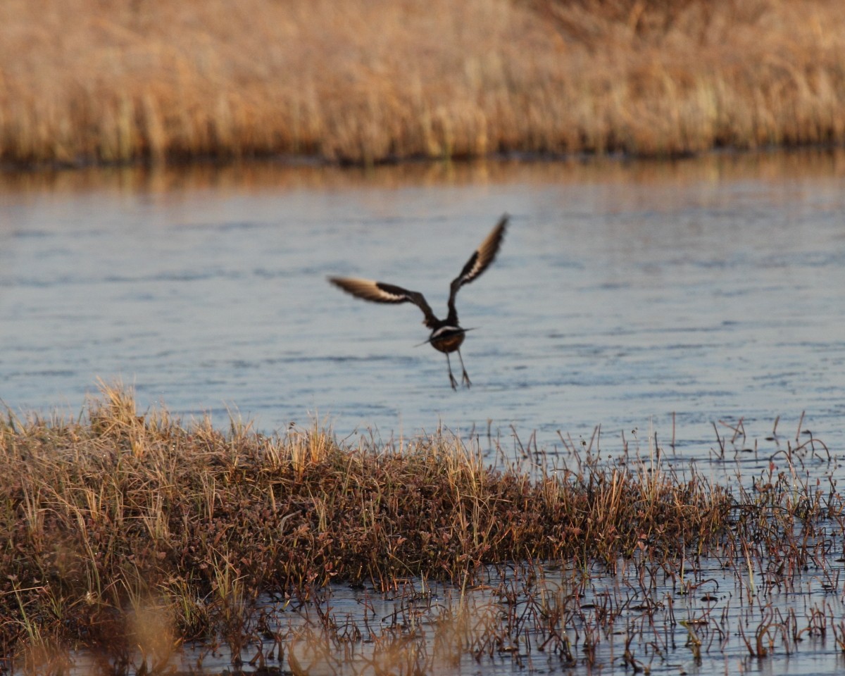 Hudsonian Godwit - Mike V.A. Burrell