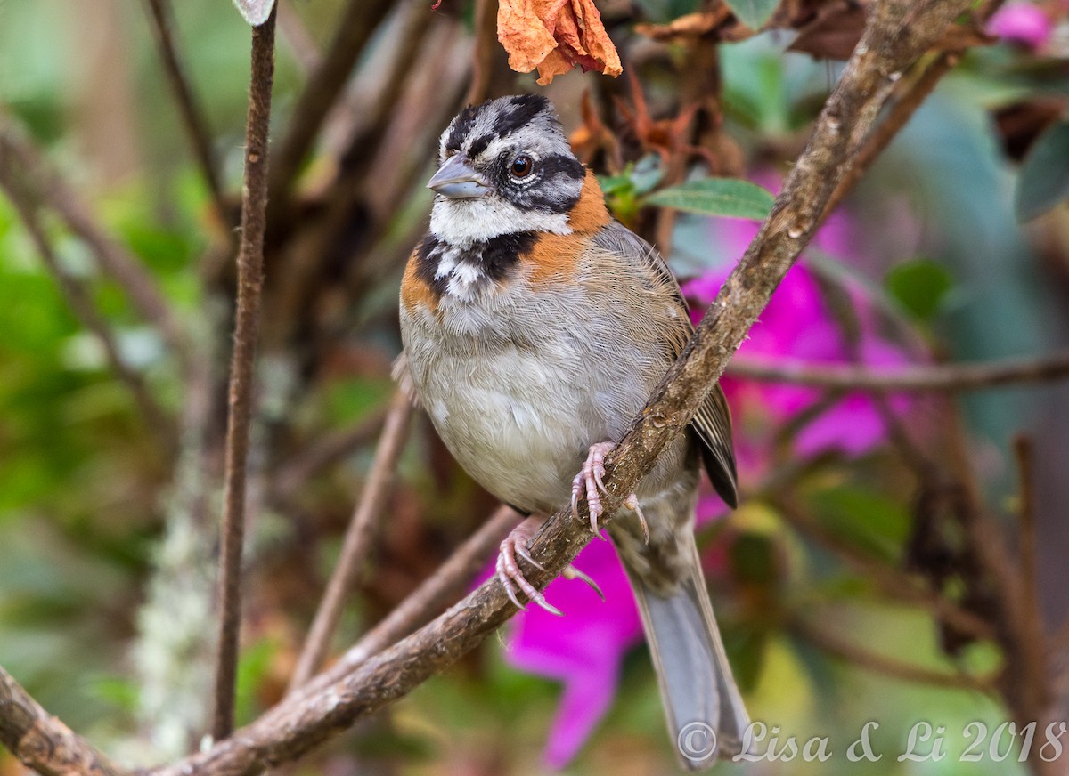 Rufous-collared Sparrow - ML352206031