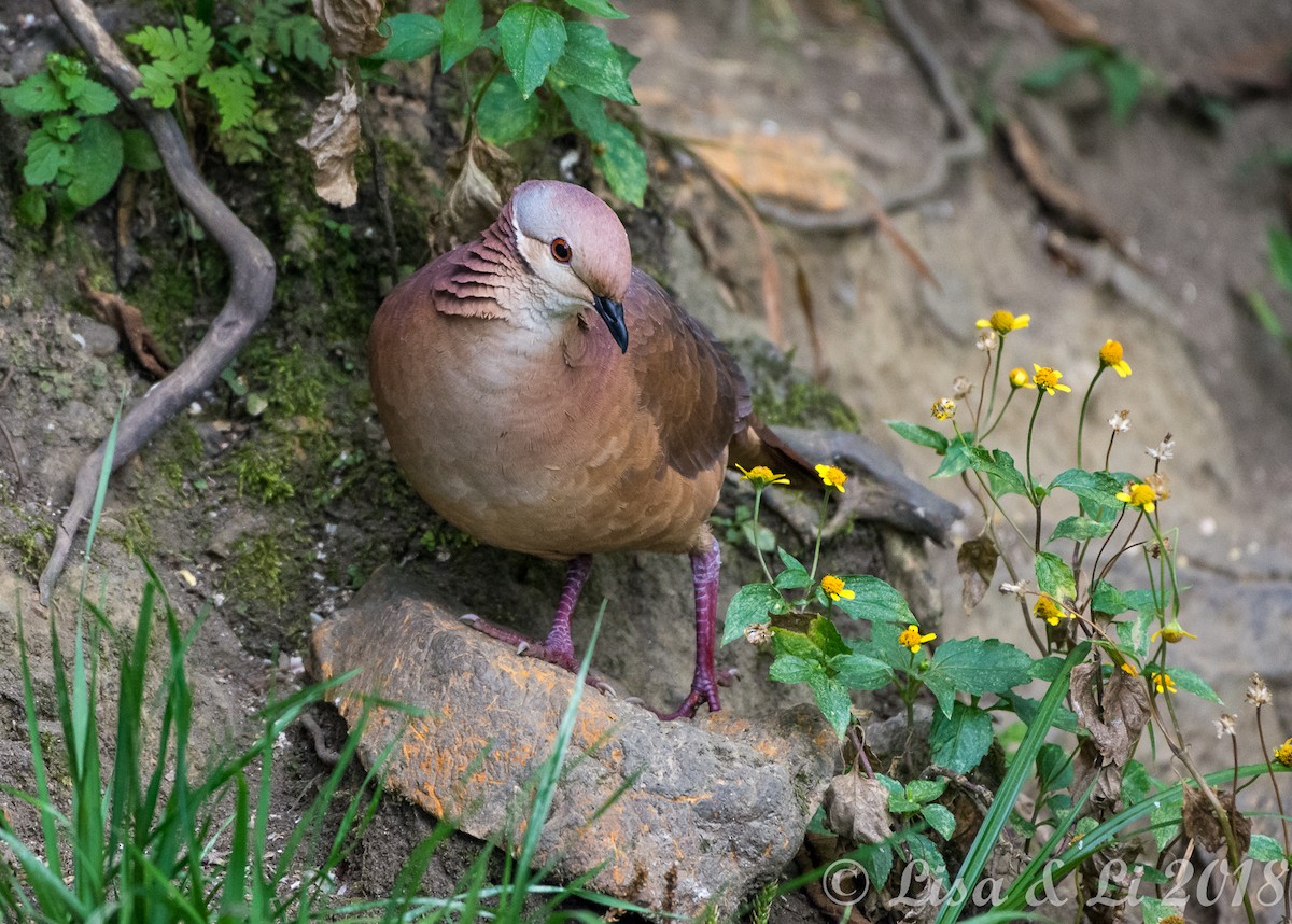 Lined Quail-Dove - ML352206171